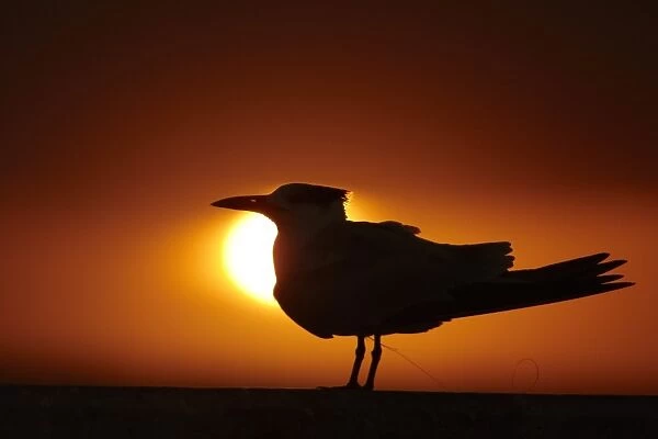 Royal Tern (Sterna maxima) silhouetted at sunset, with fishing line around legs, St. Petersburg, Florida, U. S. A