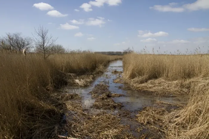 Framed Print : RSPB Minsmere has the third largest area of reed beds in the UK, this stretch shows newly cleared dyke Framed Print : RSPB Minsmere has the third largest area of reed beds in the UK, this stretch shows newly cleared dyke