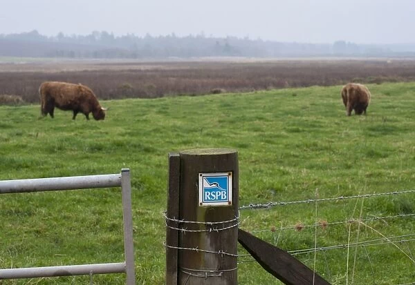 RSPB sign on gatepost, with Highland Cattle grazing on pasture in background, Loch of Kinnordy RSPB Nature Reserve