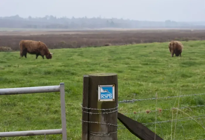 Framed Print : RSPB sign on gatepost, with Highland Cattle grazing on pasture in background, Loch of Kinnordy RSPB Nature Reserve Framed Print : RSPB sign on gatepost, with Highland Cattle grazing on pasture in background, Loch of Kinnordy RSPB Nature Reserve