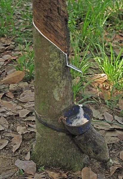 Rubber tree trunk with bowl collecting latex, near Way Kambas N. P. Lampung Province, Sumatra, Greater Sunda Islands