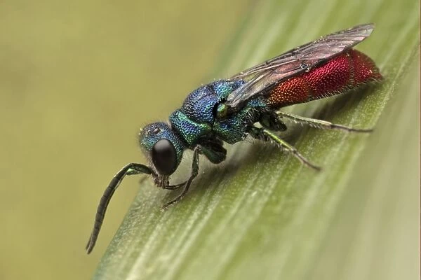 Ruby-tailed Wasp (Chrysis ignita) adult, Leicestershire, England, may