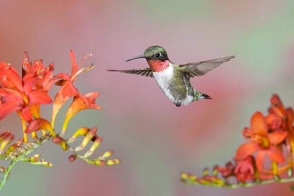 Ruby-throated Hummingbird (Archilochus colubris) adult male, in flight, feeding at lucifer flowers, U. S. A