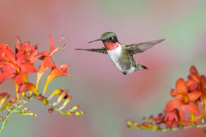 Framed Print : Ruby-throated Hummingbird (Archilochus colubris) adult male, in flight, feeding at lucifer flowers, U. S. A Framed Print : Ruby-throated Hummingbird (Archilochus colubris) adult male, in flight, feeding at lucifer flowers, U. S. A
