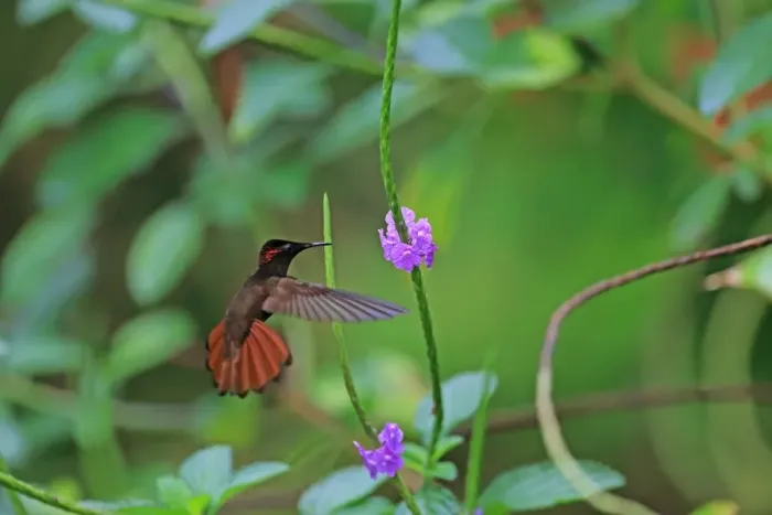 Framed Print : Ruby-topaz Hummingbird (Chrysolampis mosquitus) adult male, in flight, feeding at flowers, Trinidad