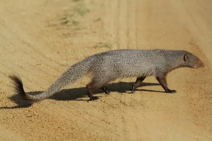 Framed Print : Ruddy Mongoose (Herpestes smithii zeylandicus) adult, walking across dirt track, Udalawawe N. P. Sri Lanka, February Framed Print : Ruddy Mongoose (Herpestes smithii zeylandicus) adult, walking across dirt track, Udalawawe N. P. Sri Lanka, February