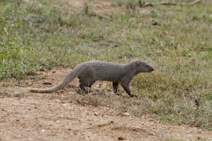 Framed Print : Ruddy Mongoose (Herpestes smithii zeylandicus) adult, walking on ground, Udalawawe N. P. Sri Lanka, February Framed Print : Ruddy Mongoose (Herpestes smithii zeylandicus) adult, walking on ground, Udalawawe N. P. Sri Lanka, February