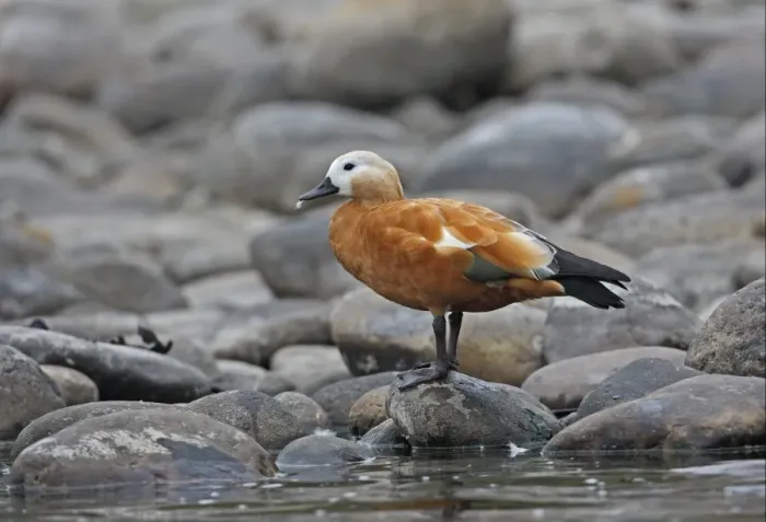 Framed Print : Ruddy Shelduck (Tadorna ferruginea) adult female, with feather in beak, standing on boulder at edge of river, Nameri, Assam, India, january Framed Print : Ruddy Shelduck (Tadorna ferruginea) adult female, with feather in beak, standing on boulder at edge of river, Nameri, Assam, India, january