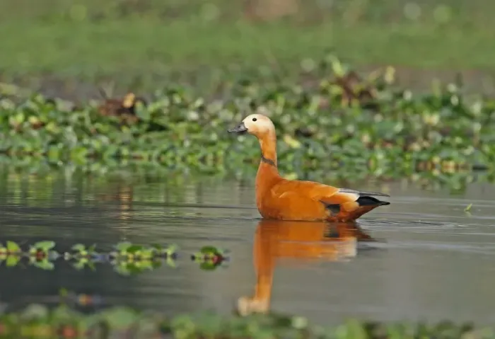 Framed Print : Ruddy Shelduck (Tadorna ferruginea) adult male, amongst Water Hyacinths (Eichhornia sp. ) in shallow water of marsh, Dibru-Saikhowa N. P. Assam, India, february Framed Print : Ruddy Shelduck (Tadorna ferruginea) adult male, amongst Water Hyacinths (Eichhornia sp. ) in shallow water of marsh, Dibru-Saikhowa N. P. Assam, India, february