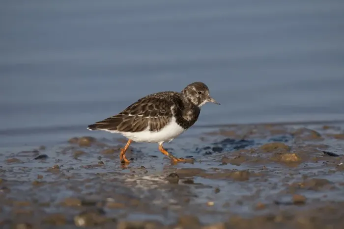 Framed Print : Ruddy Turnstone (Arenaria interpres) adult, non-breeding plumage, walking on mud, Norfolk, England, February Framed Print : Ruddy Turnstone (Arenaria interpres) adult, non-breeding plumage, walking on mud, Norfolk, England, February
