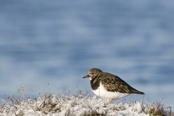 Framed Print : Ruddy Turnstone (Arenaria interpres) adult, winter plumage, standing in snow, Salthouse, Norfolk, England, january Framed Print : Ruddy Turnstone (Arenaria interpres) adult, winter plumage, standing in snow, Salthouse, Norfolk, England, january
