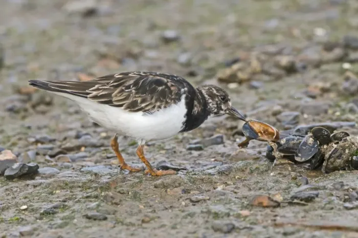 Framed Print : Ruddy Turnstone (Arenaria interpres) adult, winter plumage, feeding on mussels, England