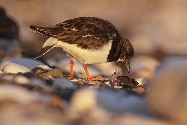 Ruddy Turnstone (Arenaria interpres) adult, non-breeding plumage, foraging for bivalves on rocky beach, East Yorkshire