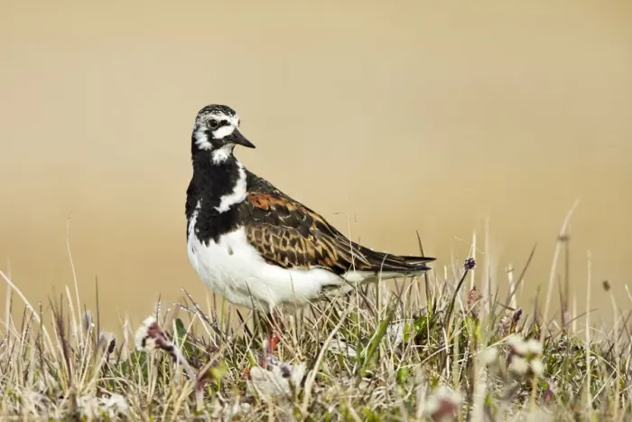 Framed Print : Ruddy Turnstone (Arenaria interpres) adult male, breeding plumage, standing on tundra, near Barrow, Alaska, U. S. A. June Framed Print : Ruddy Turnstone (Arenaria interpres) adult male, breeding plumage, standing on tundra, near Barrow, Alaska, U. S. A. June