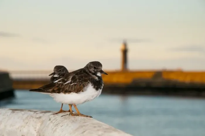 Framed Print : Ruddy Turnstone (Arenaria interpres) adult pair, moulting into breeding plumage, standing on harbour wall at sunset Framed Print : Ruddy Turnstone (Arenaria interpres) adult pair, moulting into breeding plumage, standing on harbour wall at sunset
