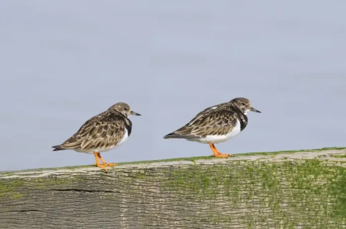 Framed Print : Ruddy Turnstone (Arenaria interpres) two adults, winter plumage, standing on breakwater, Leysdown-on-Sea, Isle of Sheppey, Kent, England, february Framed Print : Ruddy Turnstone (Arenaria interpres) two adults, winter plumage, standing on breakwater, Leysdown-on-Sea, Isle of Sheppey, Kent, England, february