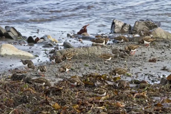 Framed Print : Ruddy Turnstones flock feeding on seaweed covered beach, Jura, Scotland