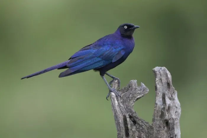 Framed Print : Rueppell's Glossy-starling (Lamprotornis purpuropterus) adult, perched on stump, Serengeti N. P. Tanzania, november Framed Print : Rueppell's Glossy-starling (Lamprotornis purpuropterus) adult, perched on stump, Serengeti N. P. Tanzania, november