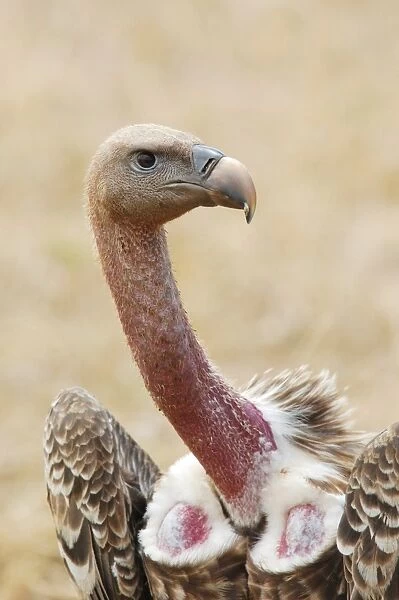 Rueppells Griffon Vulture (Gyps rueppellii) adult, close-up of head and neck, in savannah, Masai Mara N. P