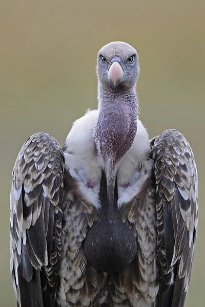 Rueppells Griffon Vulture (Gyps rueppellii) adult, close-up of head and breast, with full crop