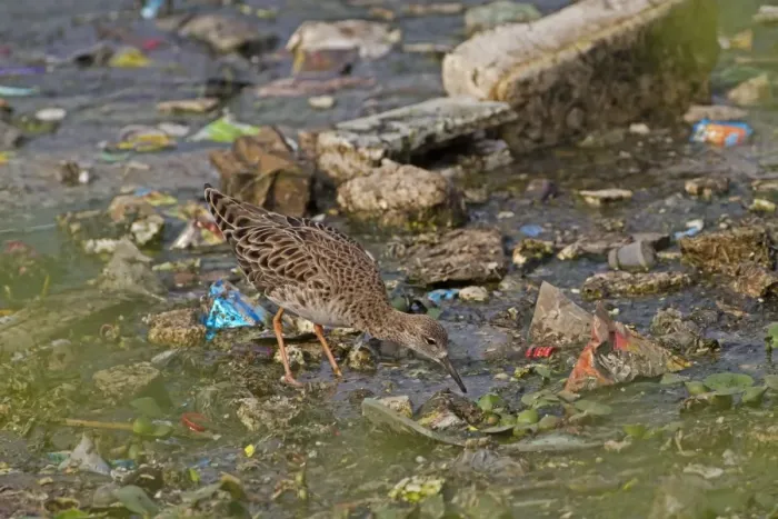 Framed Print : Ruff (Philomachus pugnax) adult female, feeding in shallow water amongst rubbish, India, February Framed Print : Ruff (Philomachus pugnax) adult female, feeding in shallow water amongst rubbish, India, February