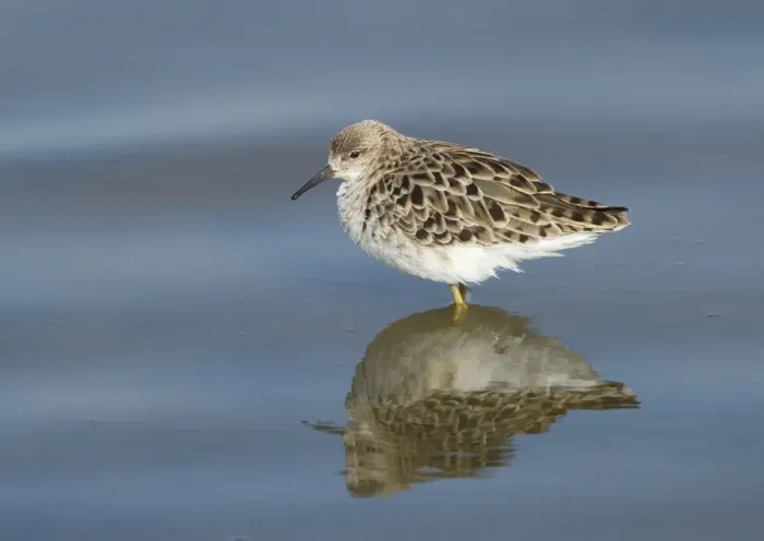 Framed Print : Ruff (Philomachus pugnax) adult female, standing in pool with reflection, Lesvos, Greece, may