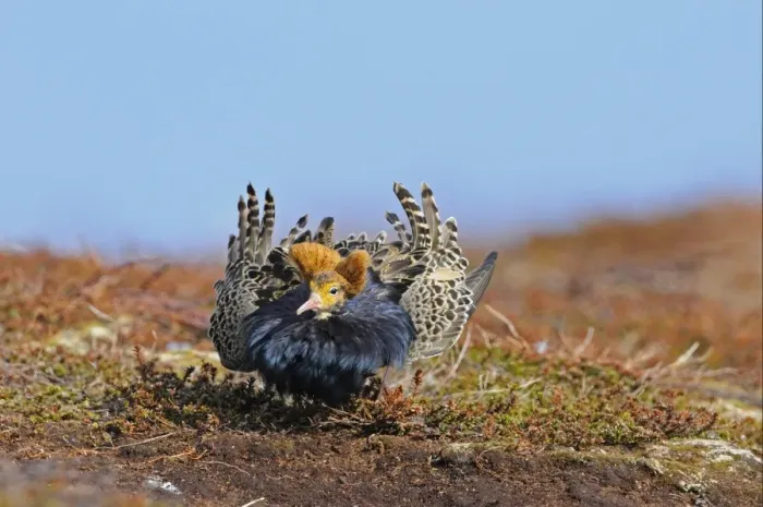 Framed Print : Ruff (Philomachus pugnax) adult male, breeding plumage, displaying at lek, Varanger, Norway, may Framed Print : Ruff (Philomachus pugnax) adult male, breeding plumage, displaying at lek, Varanger, Norway, may
