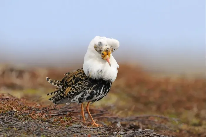 Framed Print : Ruff (Philomachus pugnax) adult male, breeding plumage, standing at lek, Varanger, Norway, may
