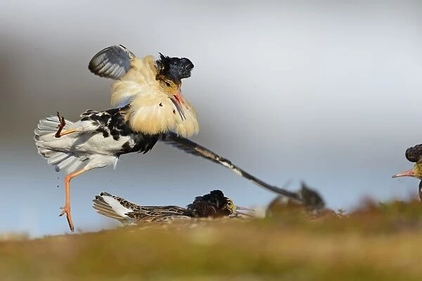 Ruff (Philomachus pugnax) adult males, breeding plumage, fighting at lek, Varanger Peninsula, Finnmark, Norway, May