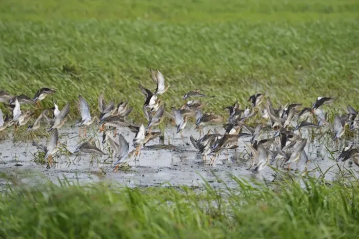 Framed Print : Ruff (Philomachus pugnax) adult males and females, non-breeding plumage, flock taking off from water Framed Print : Ruff (Philomachus pugnax) adult males and females, non-breeding plumage, flock taking off from water