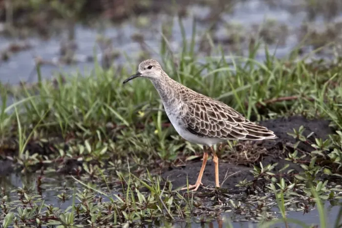 Framed Print : Ruff a winter visitor to southern africa. Taken in Botswana in the Okavango Delta Framed Print : Ruff a winter visitor to southern africa. Taken in Botswana in the Okavango Delta