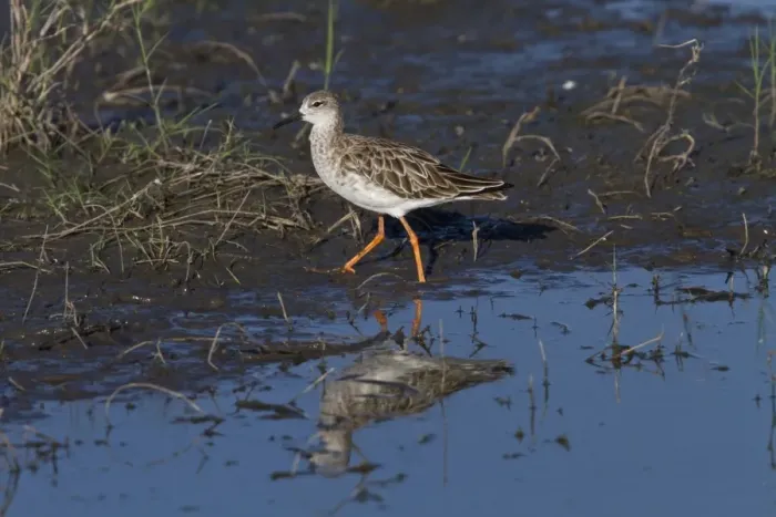 Framed Print : Ruff a winter visitor to southern africa. Taken in Botswana in the Okavango Delta Framed Print : Ruff a winter visitor to southern africa. Taken in Botswana in the Okavango Delta
