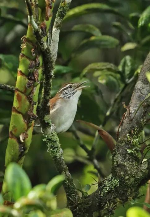 Framed Print : Rufous-and-white Wren (Thryophilus rufalbus skutchi) adult, singing, perched in orange tree, El Valle, Panama, October Framed Print : Rufous-and-white Wren (Thryophilus rufalbus skutchi) adult, singing, perched in orange tree, El Valle, Panama, October