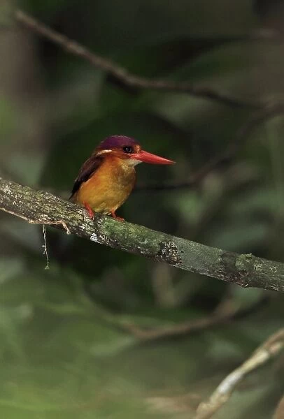 Rufous-backed Kingfisher (Ceyx rufidorsa) adult, perched on branch, Way Kambas N. P