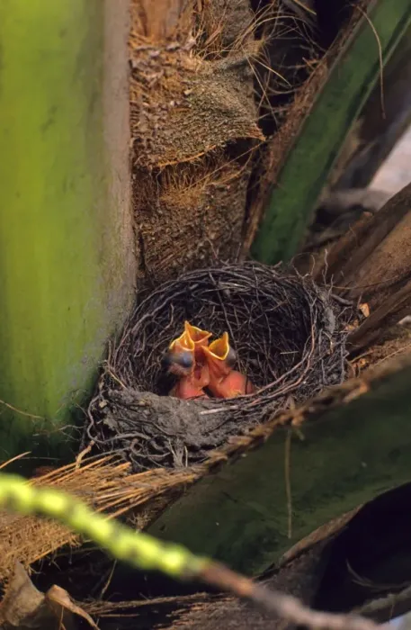 Framed Print : Rufous-bellied Thrush (Turdus rufiventris) chicks, begging in nest, nesting in palm tree, Brazil Framed Print : Rufous-bellied Thrush (Turdus rufiventris) chicks, begging in nest, nesting in palm tree, Brazil