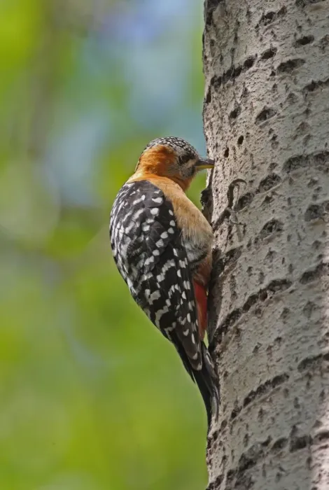 Framed Print : Rufous-bellied Woodpecker (Dendrocopos hyperythrus subrufinus) adult female, feeding at sap well on tree trunk, Beidaihe, Hebei, China, may Framed Print : Rufous-bellied Woodpecker (Dendrocopos hyperythrus subrufinus) adult female, feeding at sap well on tree trunk, Beidaihe, Hebei, China, may