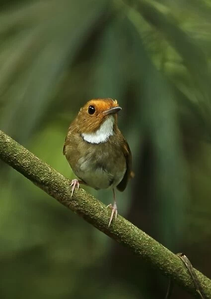 Rufous-browed Flycatcher (Anthipes solitaris submoniliger) adult, perched on twig, Kaeng Krachan N. P. Thailand, May