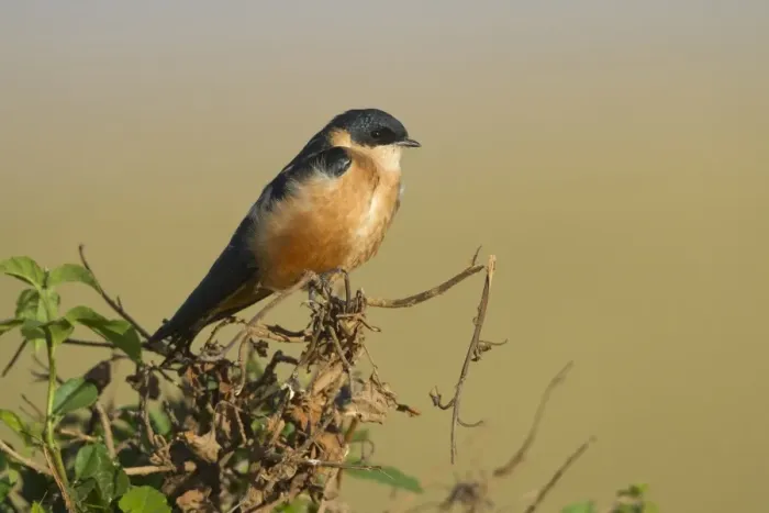 Framed Print : Rufous-chested Swallow (Cecropis semirufa) adult, perched on twig, Masai Mara, Kenya, August Framed Print : Rufous-chested Swallow (Cecropis semirufa) adult, perched on twig, Masai Mara, Kenya, August