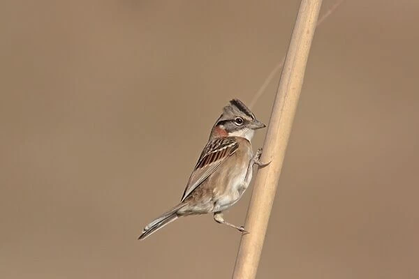 Rufous-collared Sparrow (Zonotrichia capensis) adult, perched on stem, Mar de Ajo, Buenos Aires Province, Argentina, may