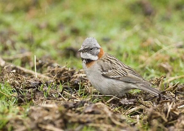 Rufous-collared Sparrow (Zonotrichia capensis) adult, standing on ground, Argentina, november