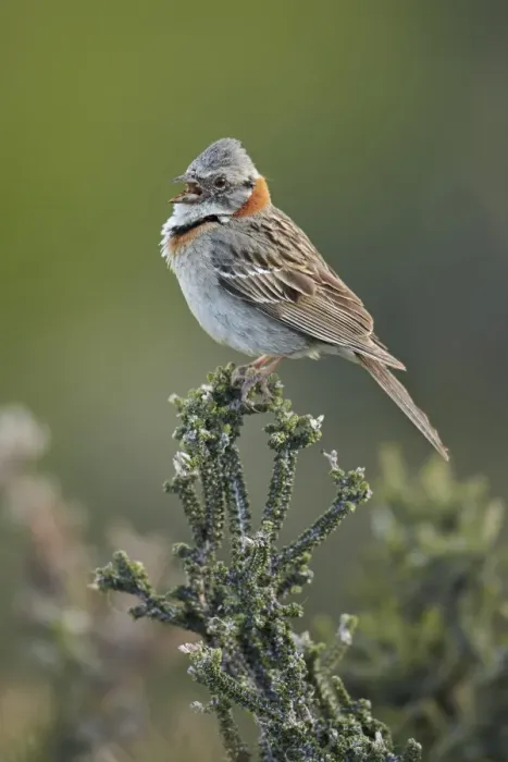 Framed Print : Rufous-collared Sparrow (Zonotrichia capensis) adult, singing, perched on bush, Torres del Paine N. P