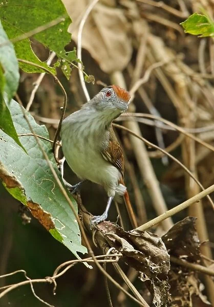 Rufous-crowned Babbler (Malacopteron magnum magnum) adult, perched on twig, Taman Negara N. P
