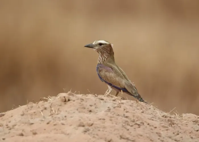 Framed Print : Rufous-crowned Roller (Coracias naevia) adult, standing on sandy ground, near Toubacouta, Senegal, january