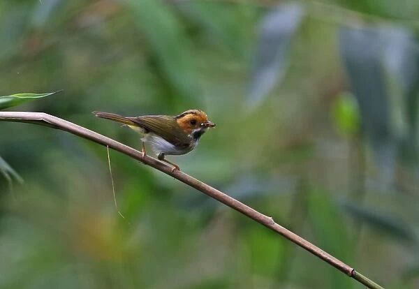 Rufous-faced Warbler (Abroscopus albogularis fulvifacies) adult, with food in beak, perched on stem