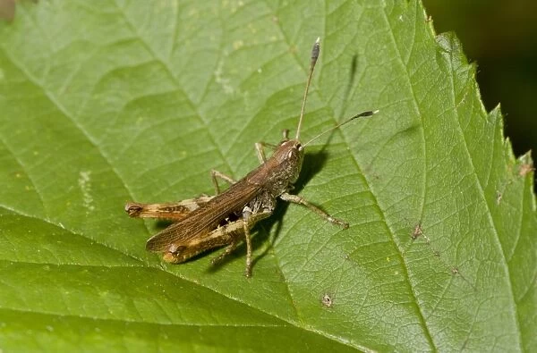 Rufous Grasshopper (Gomphocerippus rufus) adult male, resting on leaf, France, August