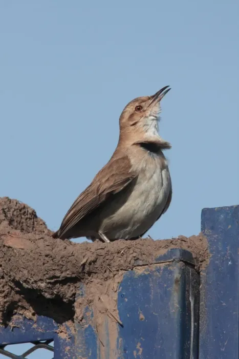 Framed Print : Rufous Hornero (Furnarius rufus) adult, singing, perched on foundations of mud nest, Vicente Lopez, Buenos Aires Province, Argentina, september Framed Print : Rufous Hornero (Furnarius rufus) adult, singing, perched on foundations of mud nest, Vicente Lopez, Buenos Aires Province, Argentina, september