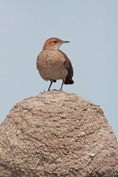 Rufous Hornero (Furnarius rufus) adult, perched on mud oven nest, Buenos Aires Province, Argentina, november