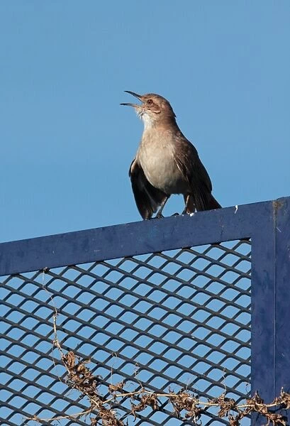 Rufous Hornero (Furnarius rufus) adult, singing, Vicente Lopez, Buenos Aires Province, Argentina, september