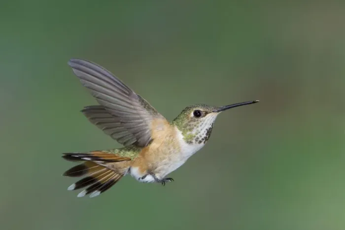 Framed Print : Rufous Hummingbird (Selasphorus rufus) adult female, in flight, British Columbia, Canada, may