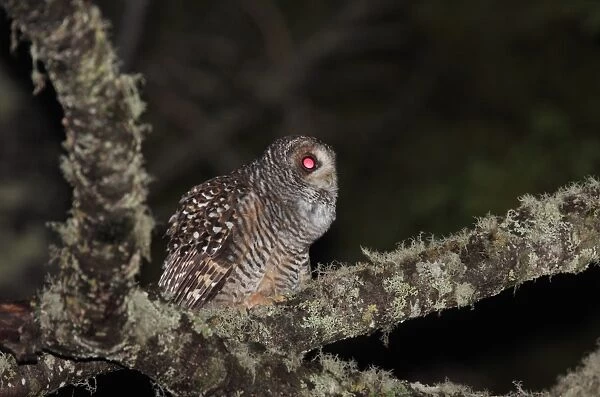Rufous-legged Owl (Strix rufipes) adult, calling, perched on lichen covered branch at night, Tierra del Fuego N. P. Tierra del Fuego, Argentina, december